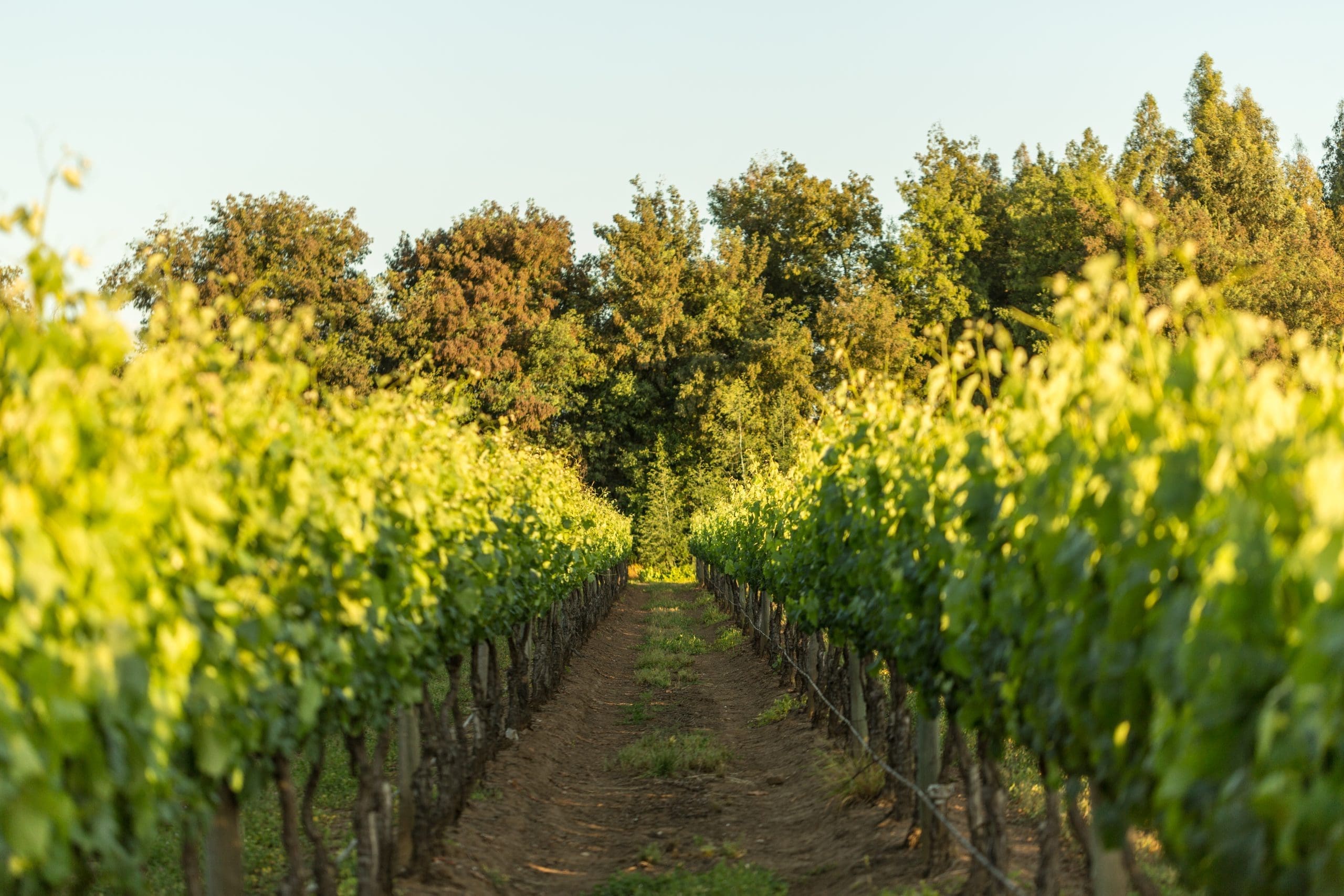 San Clemente Vineyard 02