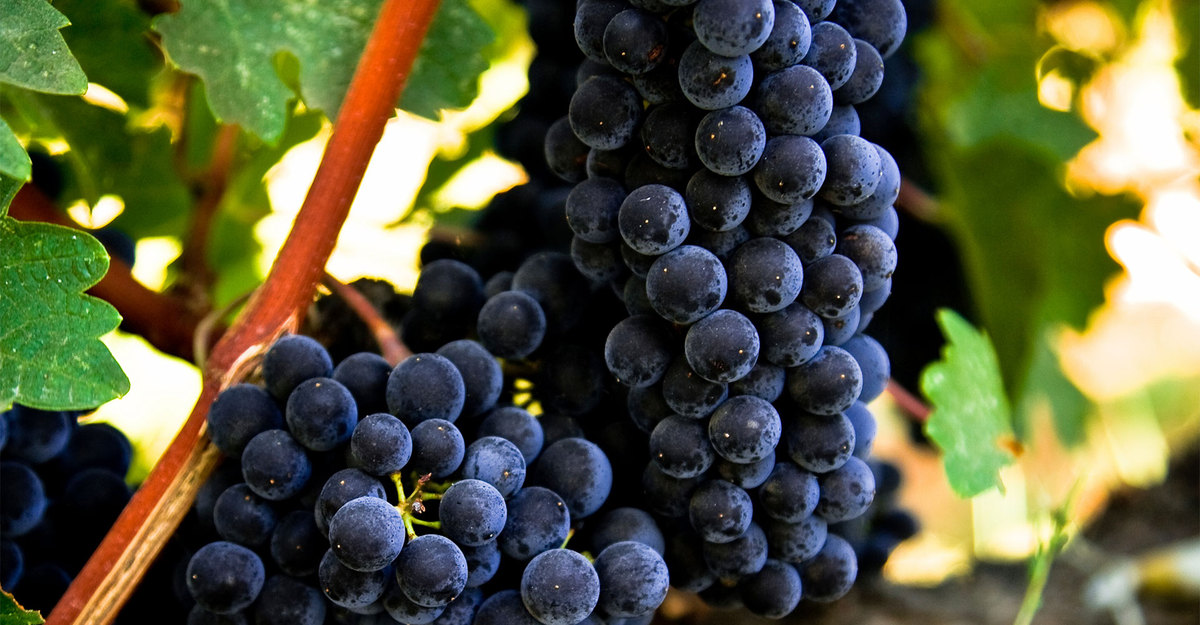 Botella de Vino